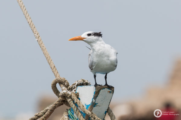 Royal Tern