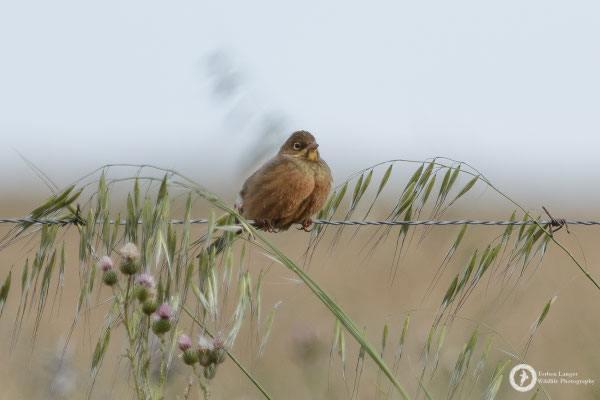 Ortolan Bunting