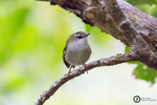 Acanthisitta chloris / Rifleman / Grünstummelschwanz