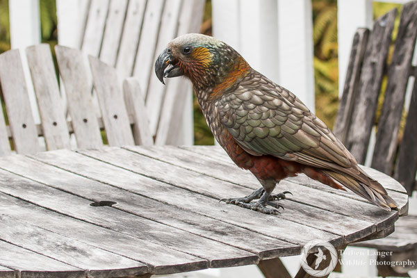 A Kaka on Stewart Island