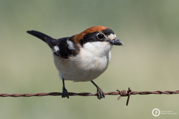 Woodchat Shrike