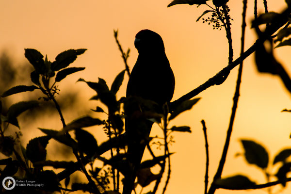 Cyanoramphus novaezelandiae / Red-fronted Parakeet / Ziegensittich