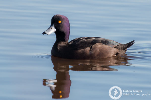 Aythya novaeseelandiae / New Zealand Scaup / Maoriente / Papango ♂