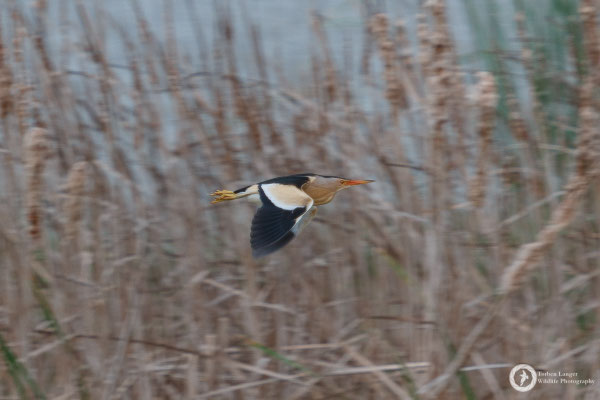Little Bittern