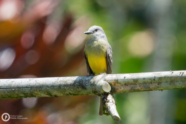 Tyrannus melancholicus / Tropical Kingbird / Trauerkönigstyrann