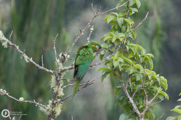 Leptosittaca branickii / Golden-plumed Parakeet / Pinselsittich