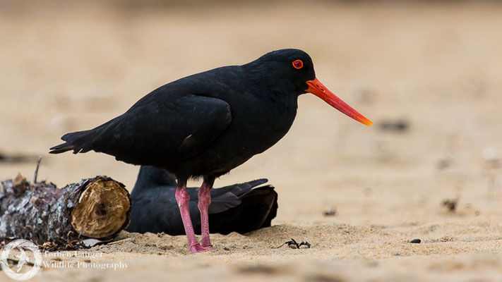 Haematopus unicolor / Variable Oystercatcher / Neuseeländischer Austernfischer