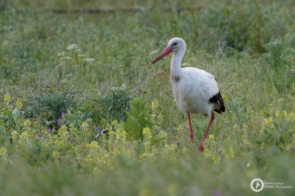 White Stork