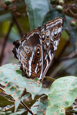 Morpho