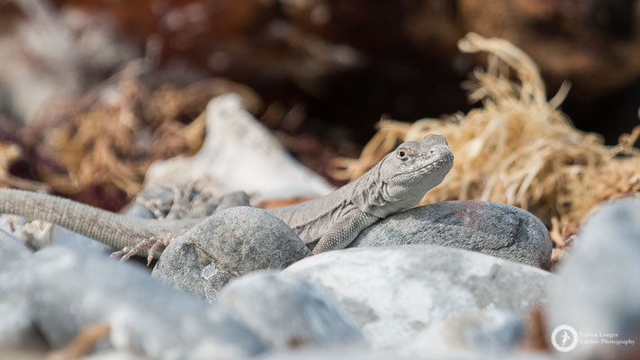 This lizard is living in the sea lions head