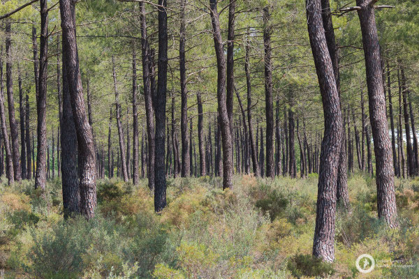 Landscape impressions