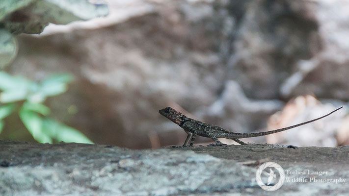 Lizard / Echse