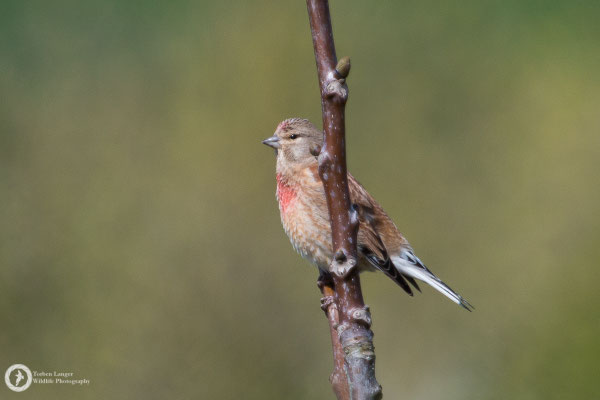 Linaria cannabina / Common Linnet / Bluthänfling