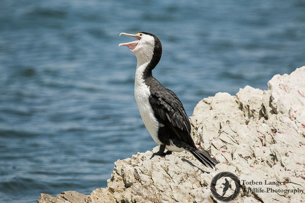 Phalacrocorax varius / Great Pied Shag / Elsternscharbe