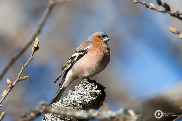 Fringilla coelebs / Common Chaffinch / Buchfink ♂