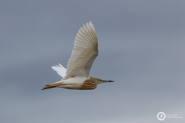 Squacco Heron