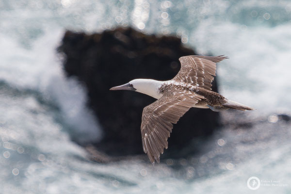 Peruvian Booby