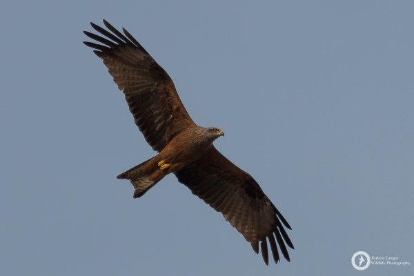 Black Kite
