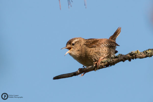 Troglodytes troglodytes / Northern Wren / Zaunkönig