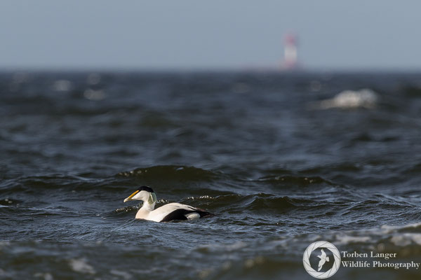 Somateria mollissima / Common Eider / Eiderente ♂