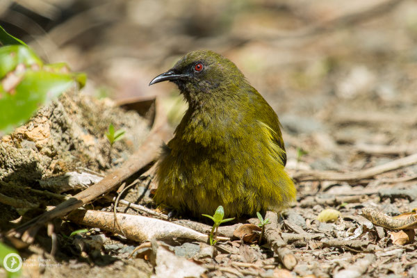 Anthornis melanura / New Zealand Bellbird / Maorihonigfresser ♂
