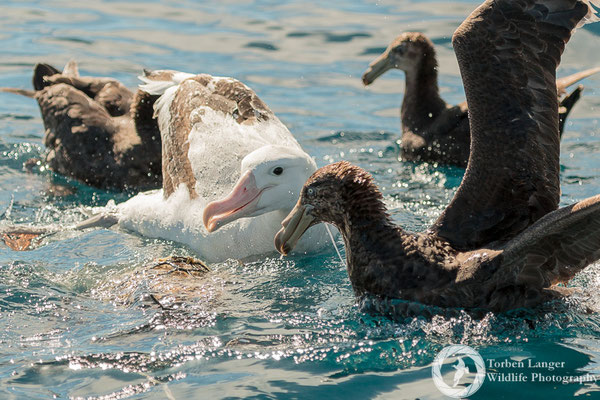 Diomedea exulans / Wandering Albatross / Wanderalbatros & Macronectes halli / Northern Giant Petrel / Hallsturmvogel