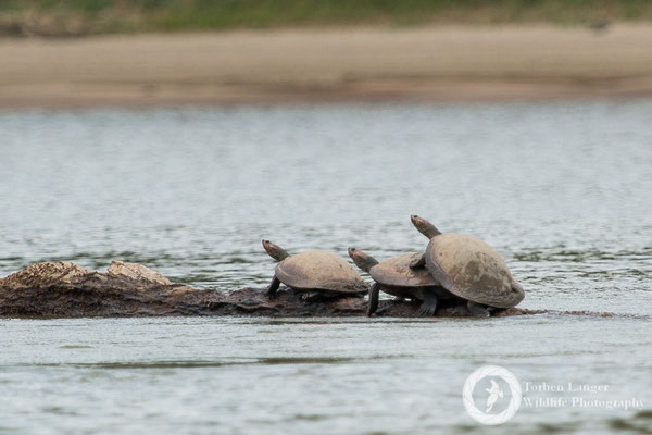 Turtle / Schildkröte