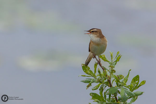 Acrocephalus schoenobaenus / Sedge Warbler / Schilfrohrsänger