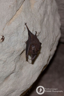 Bat / Fledermaus