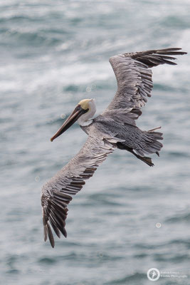 Pelican