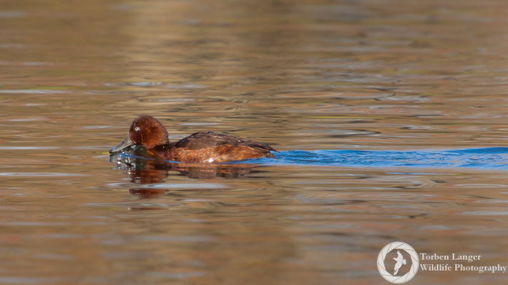 Aythya nyroca / Ferruginous Duck / Moorente ♂