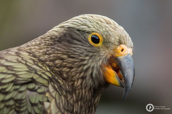 Nestor notabilis / Kea