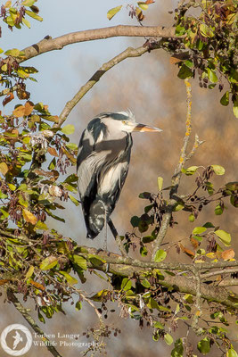 Ardea cinerea / Grey Heron / Graureiher