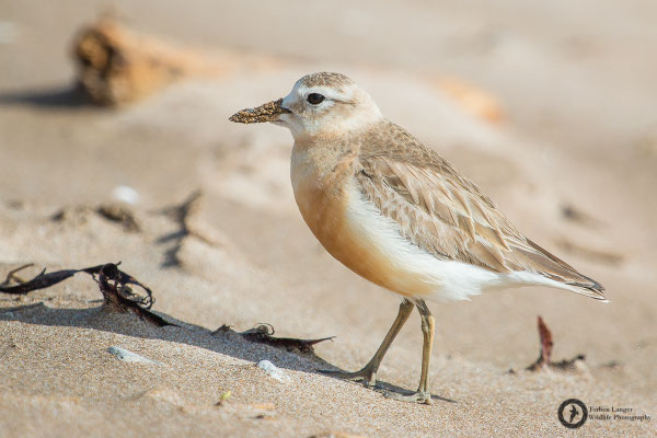 Charadrius aquilonius / Northern Red-breasted Plover / Strand-Maoriregenpfeifer