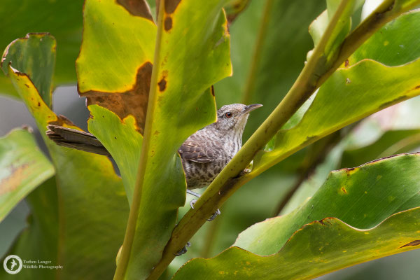 Campylorhynchus turdinus / Thrush-like Wren / Drosselzaunkönig