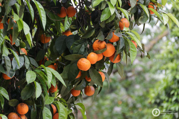Oranges...