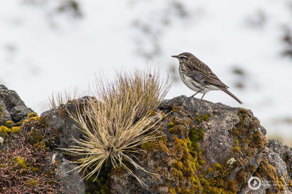 Anthus novaeseelandiae / Australasian Pipit / Australspornpieper