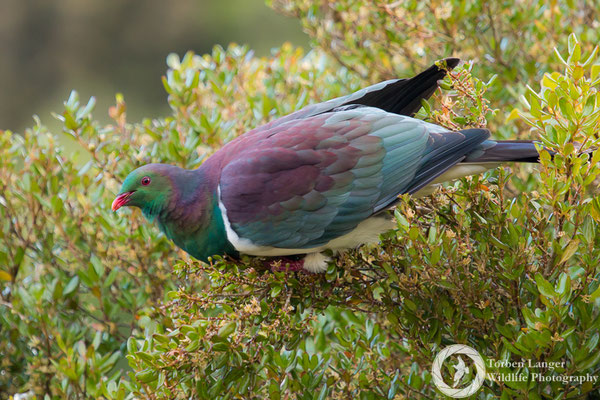 Hemiphaga novaeseelandiae / New Zealand Pigeon / Maorifruchttaube / Kererū