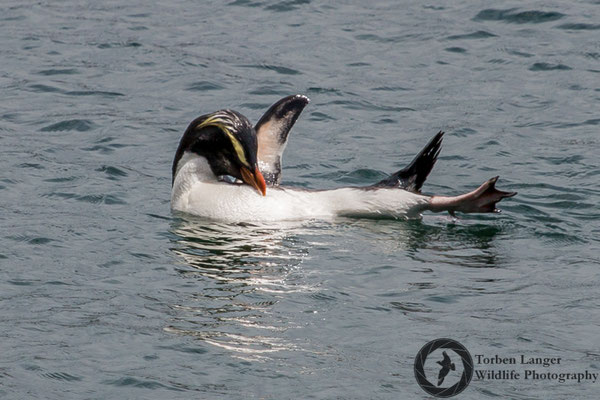 Eudyptes pachyrhynchus / Fiordland Penguin / Dickschnabelpinguin