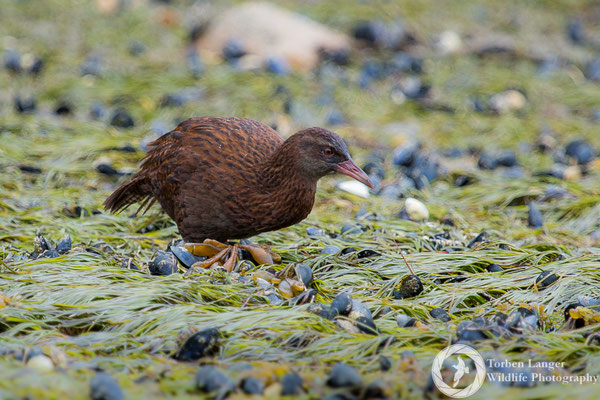 Gallirallus australis / Weka / Wekaralle