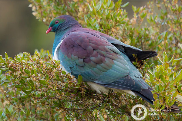 Hemiphaga novaeseelandiae / New Zealand Pigeon / Maorifruchttaube