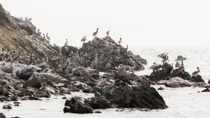 Pelicans on Isla Foca
