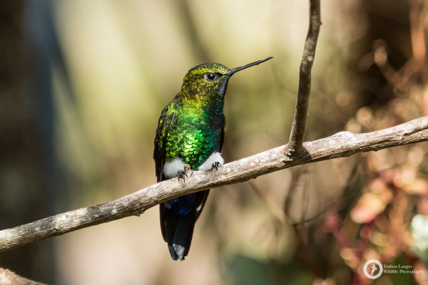Eriocnemis vestita - Glowing Puffleg - Violettkehl-Höschenkolibri ♂