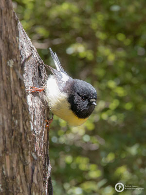 Petroica macrocephala / New Zealand Tomtit / Maorischnäpper ♂
