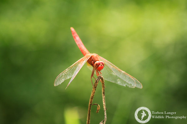 Dragonfly