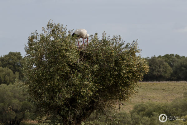 White Stork on a nest in an olive tree
