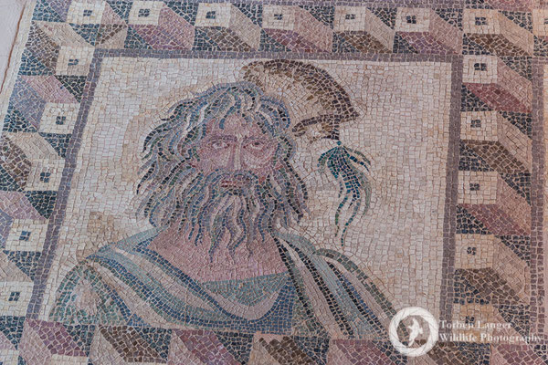Paphos Mosaics