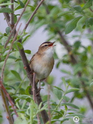 Acrocephalus schoenobaenus / Sedge Warbler / Schilfrohrsänger