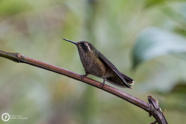 Adelomyia melanogenys - Speckled Hummingbird - Schwarzohrkolibri