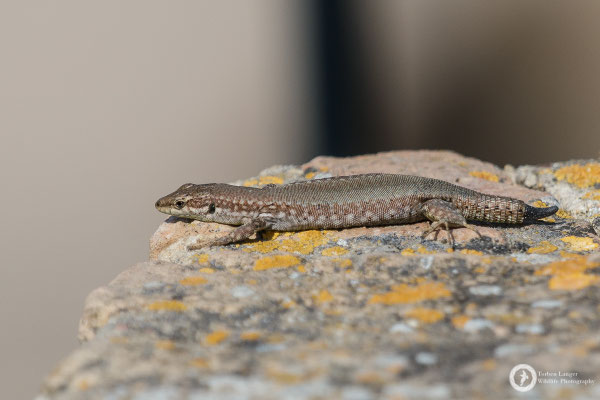 Lizard... 
